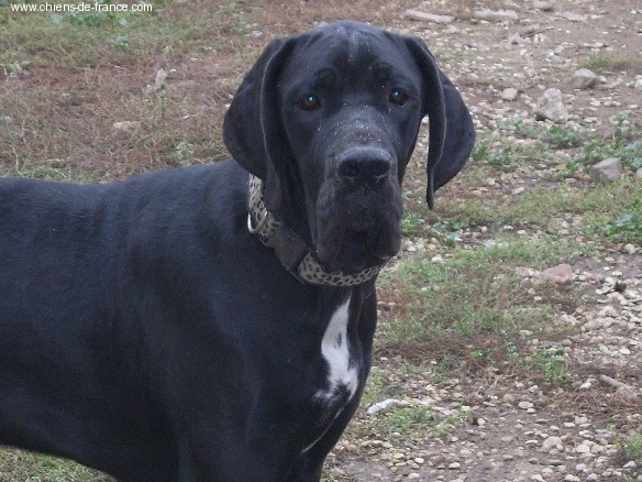 Aïdi dit amazone du Temple Sacré d'héloïse - 2EXCELLENT CLASSE JEUNE