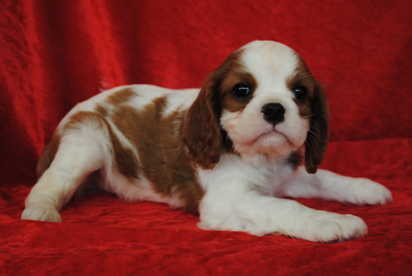 Cavalier King Charles Spaniel - de la colline au noir desir