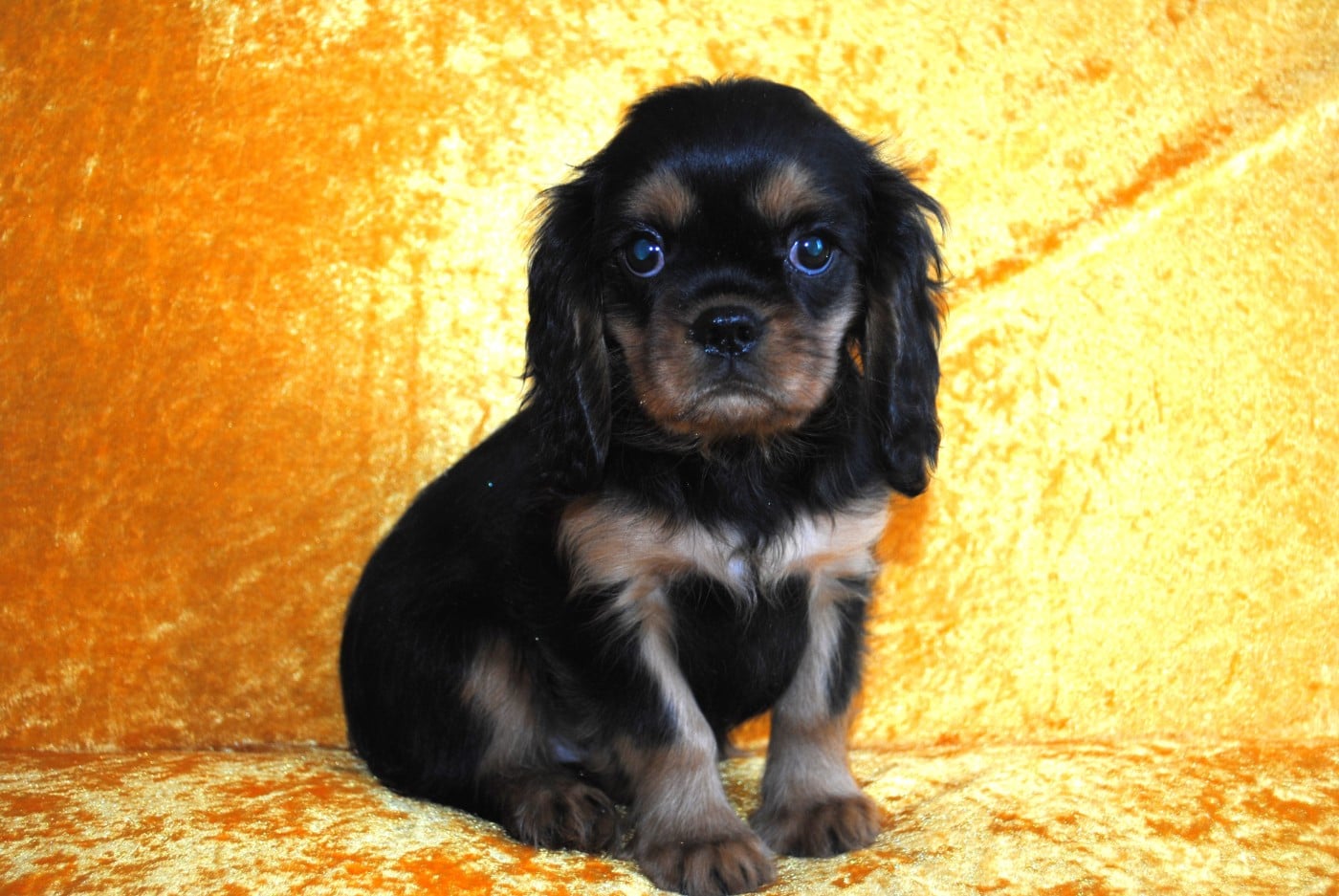 Cavalier King Charles Spaniel - de la colline au noir desir