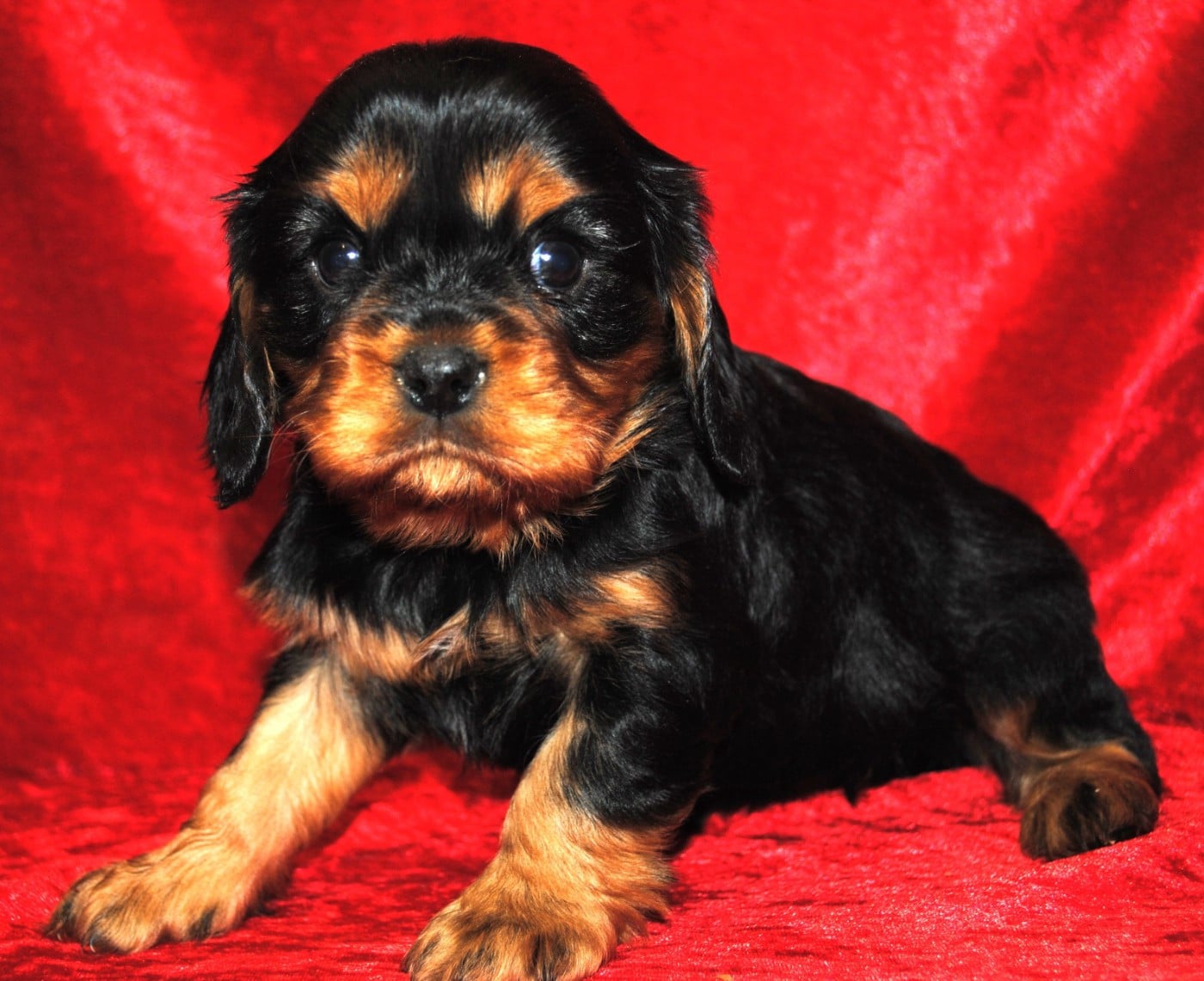 Cavalier King Charles Spaniel - de la colline au noir desir