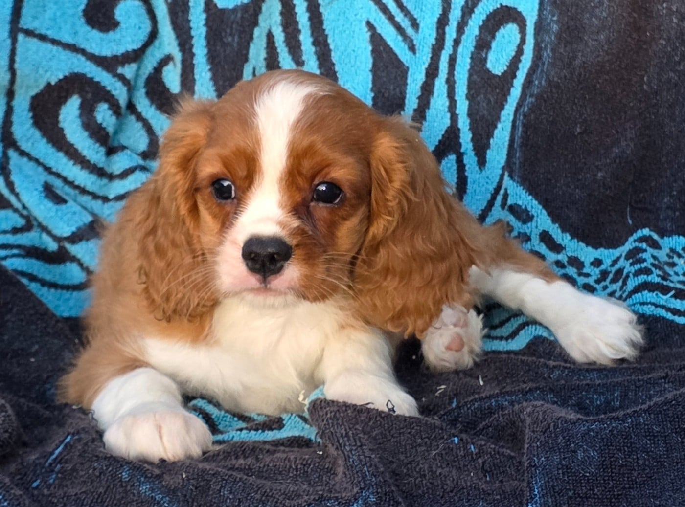 Cavalier King Charles Spaniel - de la colline au noir desir