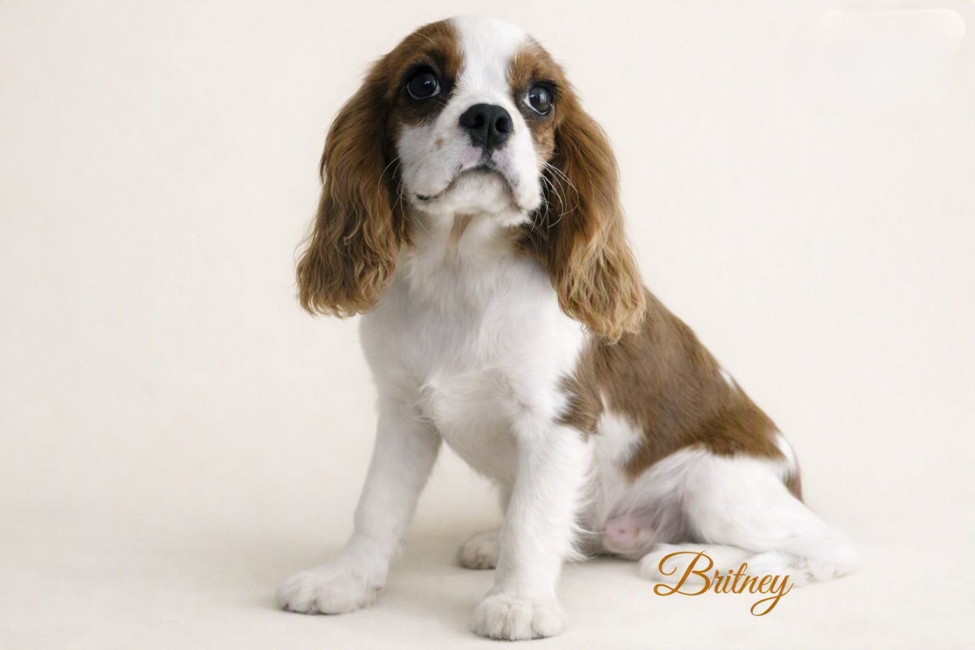 Cavalier King Charles Spaniel - de la colline au noir desir
