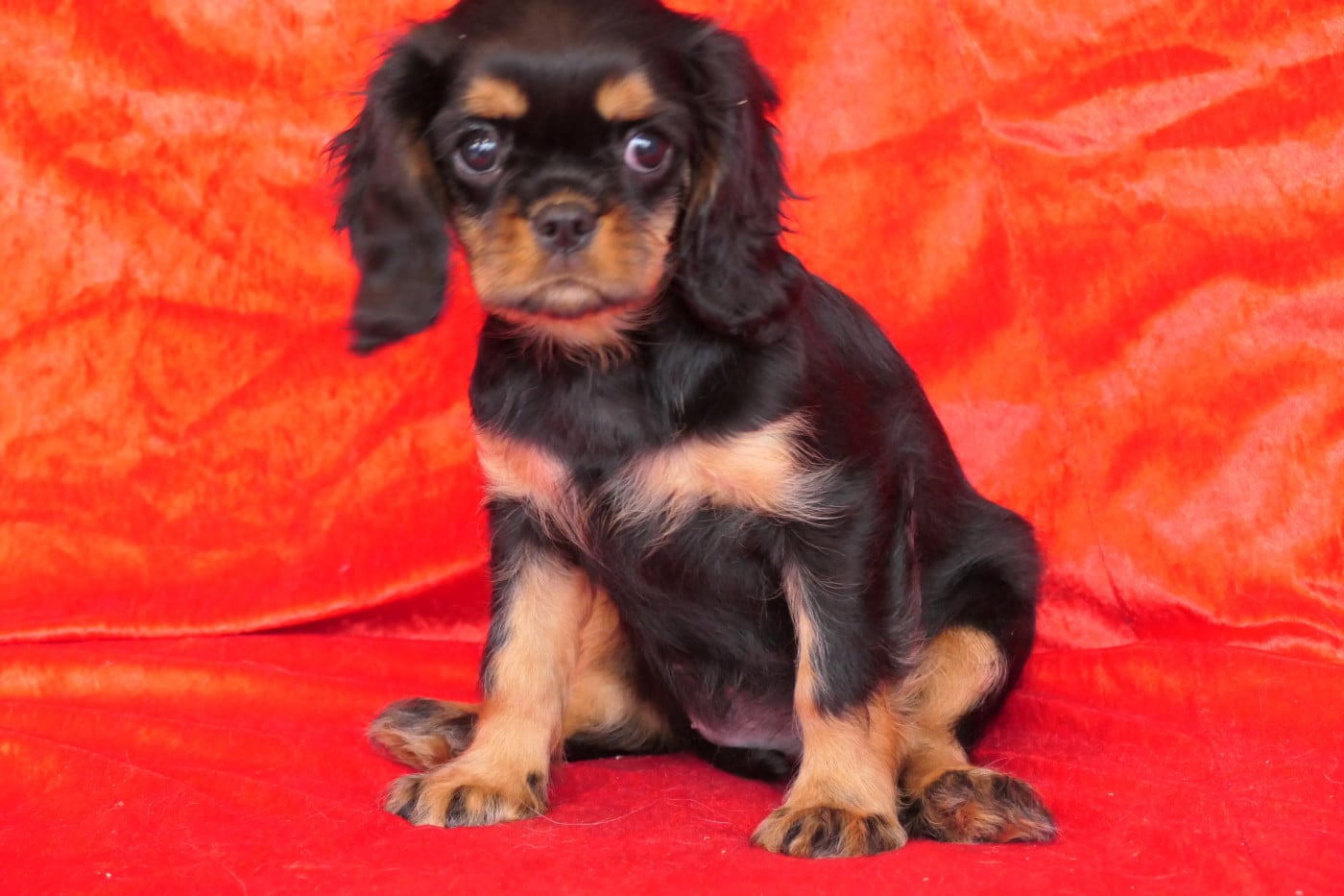 BARBIE - Cavalier King Charles Spaniel