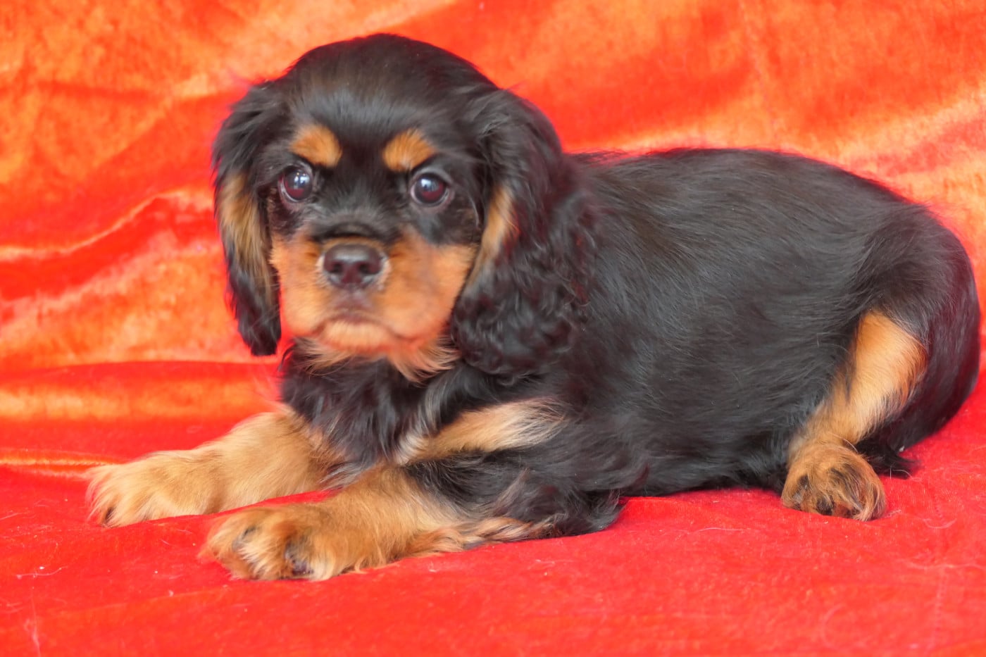 BLACK - Cavalier King Charles Spaniel