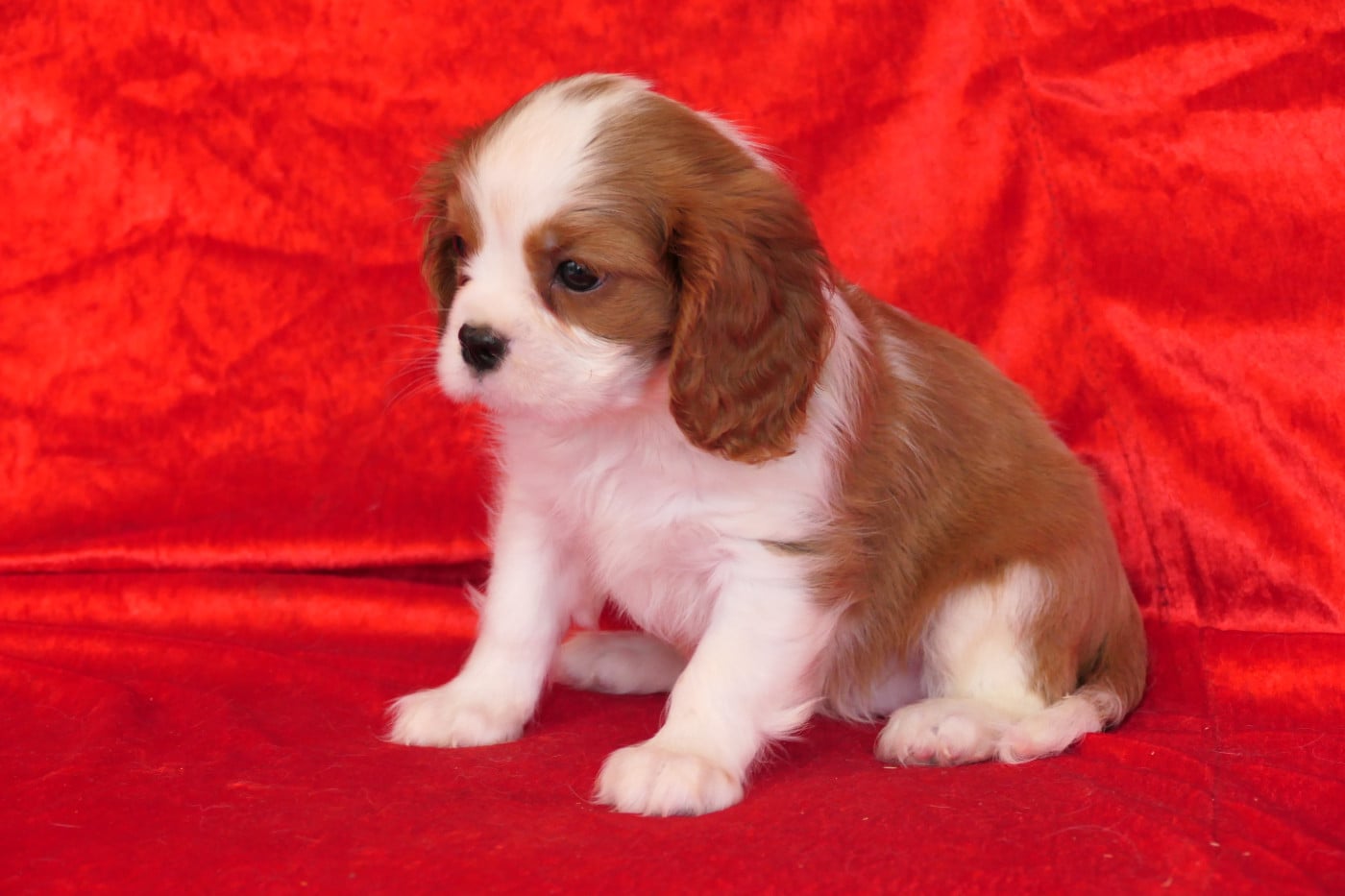 MALE 1 - Cavalier King Charles Spaniel