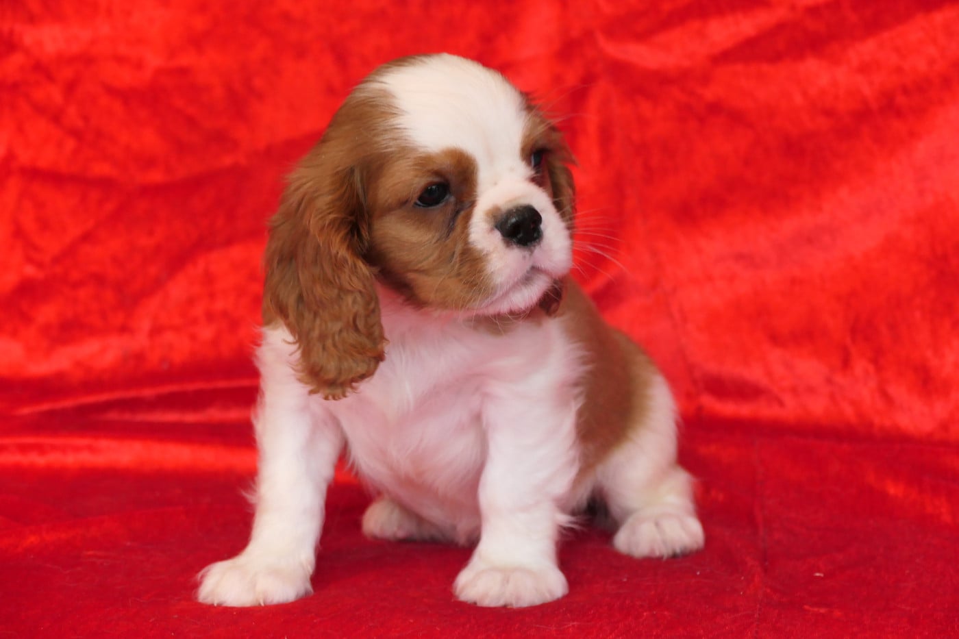 MALE 2 - Cavalier King Charles Spaniel