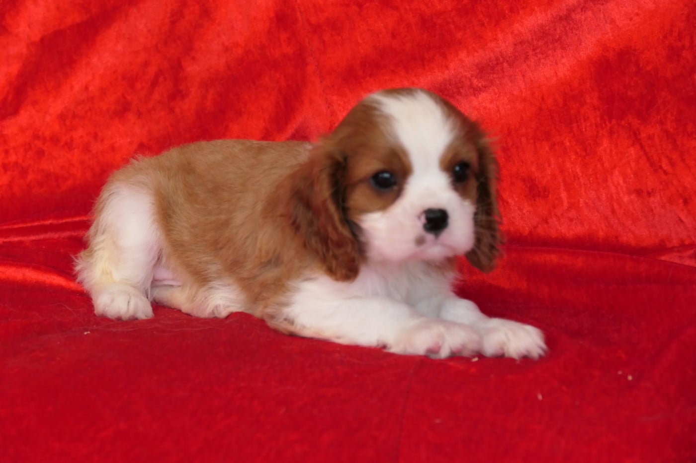 MALE 3 - Cavalier King Charles Spaniel