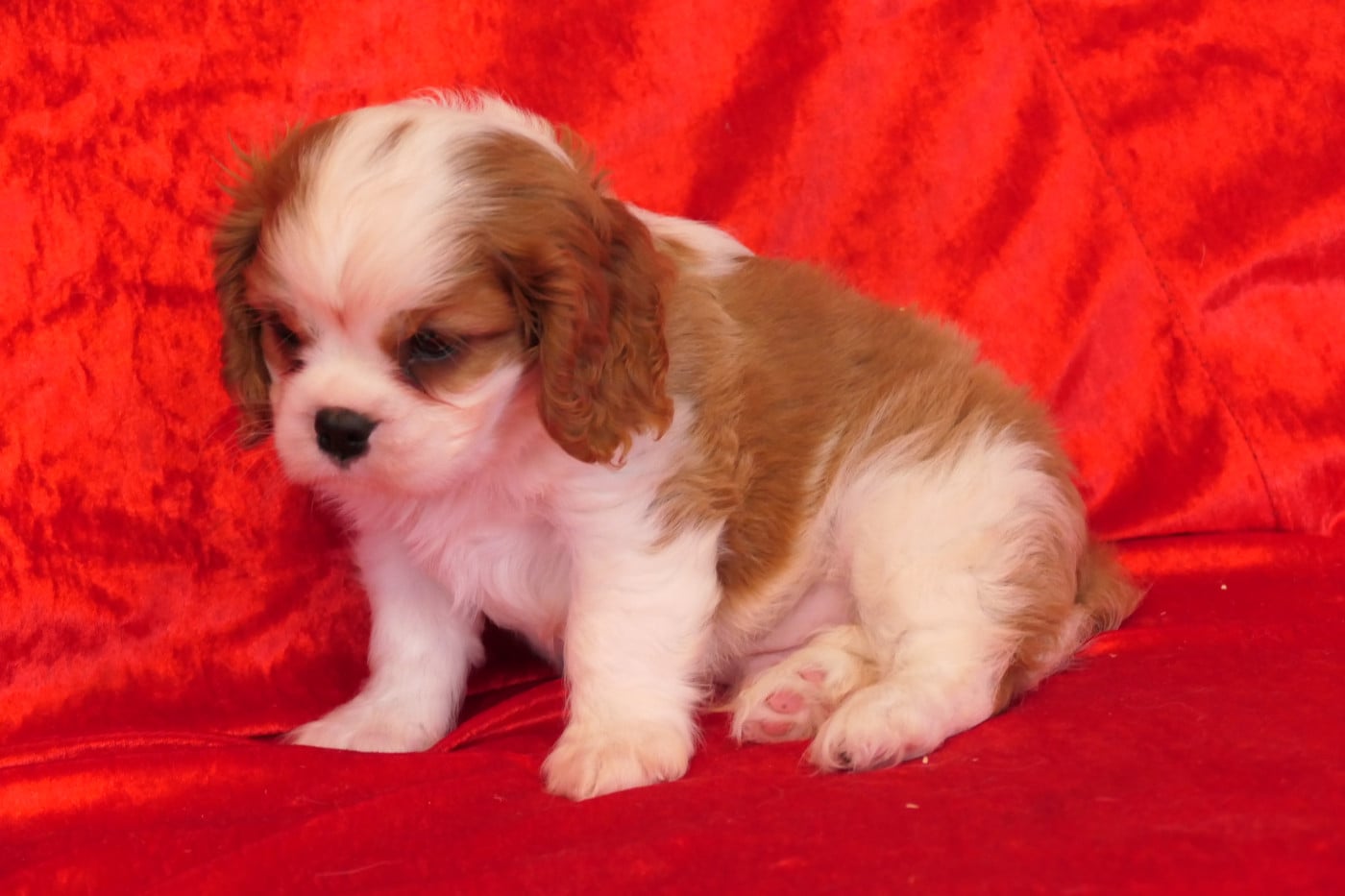 MALE 2 - Cavalier King Charles Spaniel