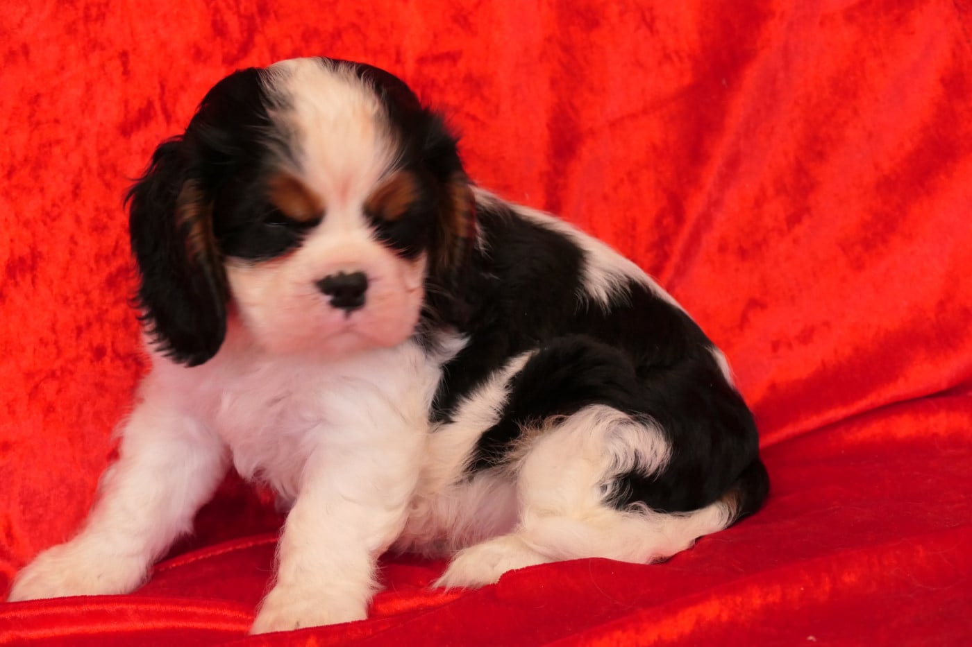 MALE 3 - Cavalier King Charles Spaniel