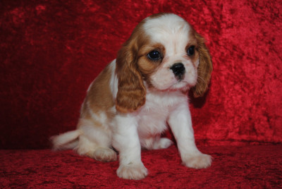 Les chiots de Cavalier King Charles Spaniel