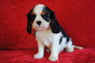 Les chiots de Cavalier King Charles Spaniel