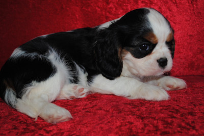 Les chiots de Cavalier King Charles Spaniel