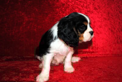 Les chiots de Cavalier King Charles Spaniel