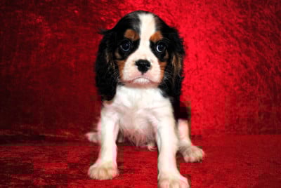 Les chiots de Cavalier King Charles Spaniel