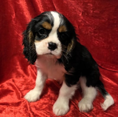 Les chiots de Cavalier King Charles Spaniel