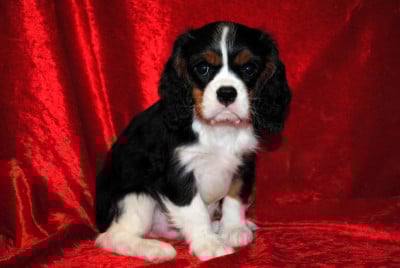 Les chiots de Cavalier King Charles Spaniel