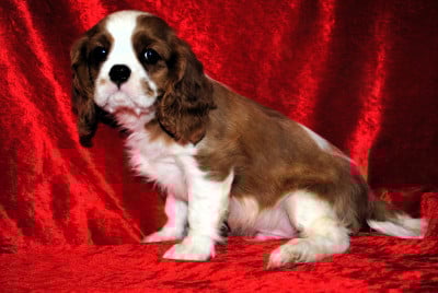 Les chiots de Cavalier King Charles Spaniel