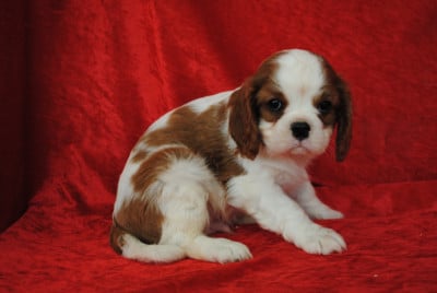 Les chiots de Cavalier King Charles Spaniel