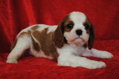 Les chiots de Cavalier King Charles Spaniel