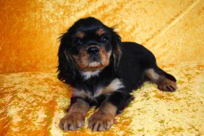 Les chiots de Cavalier King Charles Spaniel