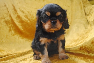 Les chiots de Cavalier King Charles Spaniel