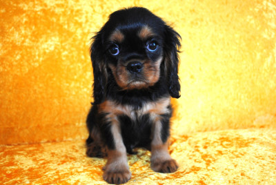 Les chiots de Cavalier King Charles Spaniel