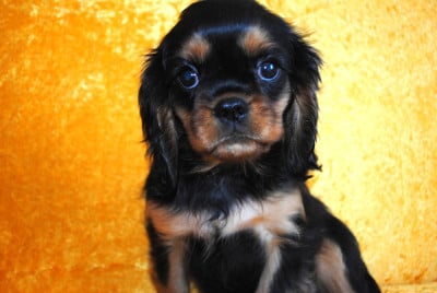 Les chiots de Cavalier King Charles Spaniel