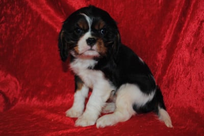 BISCOTTE - Cavalier King Charles Spaniel
