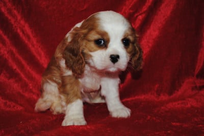 BAMBOU - Cavalier King Charles Spaniel