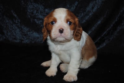 Les chiots de Cavalier King Charles Spaniel