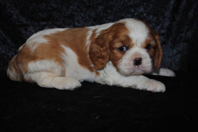Les chiots de Cavalier King Charles Spaniel