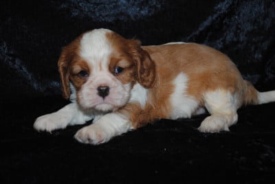 Les chiots de Cavalier King Charles Spaniel