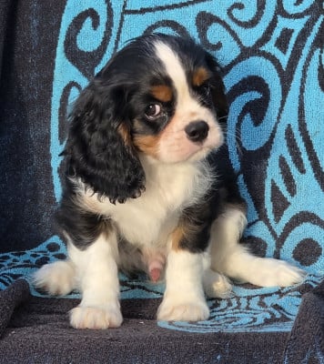 Les chiots de Cavalier King Charles Spaniel