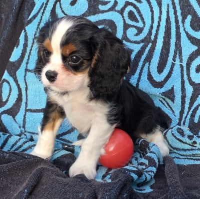 Les chiots de Cavalier King Charles Spaniel