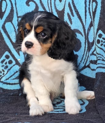 Les chiots de Cavalier King Charles Spaniel