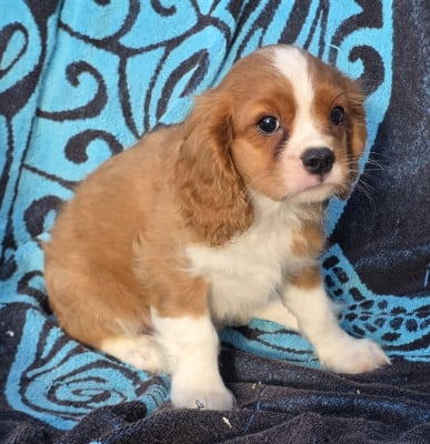 Les chiots de Cavalier King Charles Spaniel