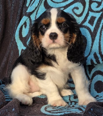 Les chiots de Cavalier King Charles Spaniel