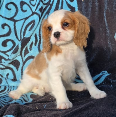 Les chiots de Cavalier King Charles Spaniel