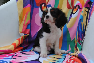 Les chiots de Cavalier King Charles Spaniel