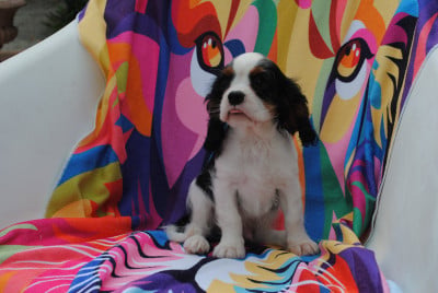 Les chiots de Cavalier King Charles Spaniel