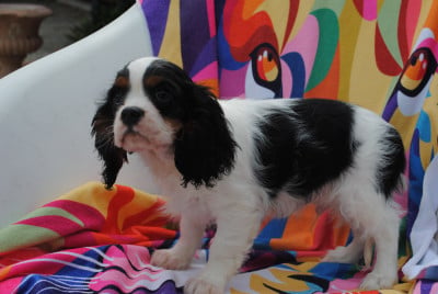 Les chiots de Cavalier King Charles Spaniel