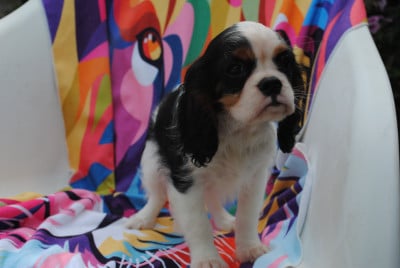 Les chiots de Cavalier King Charles Spaniel