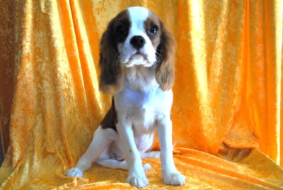 Les chiots de Cavalier King Charles Spaniel