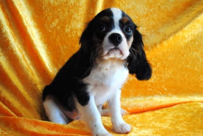Les chiots de Cavalier King Charles Spaniel