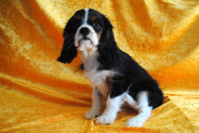 Les chiots de Cavalier King Charles Spaniel