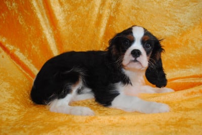 Les chiots de Cavalier King Charles Spaniel