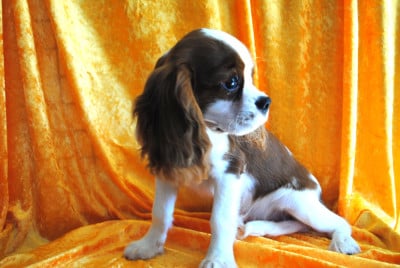 Les chiots de Cavalier King Charles Spaniel