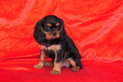 Les chiots de Cavalier King Charles Spaniel