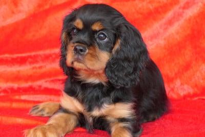 Les chiots de Cavalier King Charles Spaniel