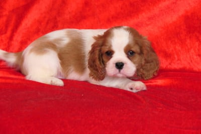 Les chiots de Cavalier King Charles Spaniel